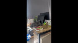 Cat fast asleep, leaning on monitor with tongue out
