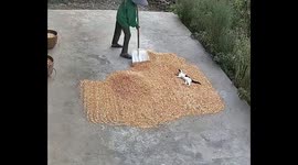 Cat shifts positions as owner gathers drying cereal in CCTV video