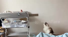 Cat reacts to crying baby in video shared from Hubei, China