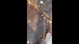 Tuna attracted by food thrown overboard in Nantucket, Massachusetts