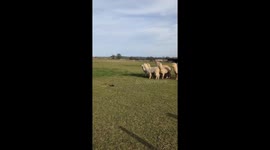 Alpacas cautiously investigate plant pot in Fife