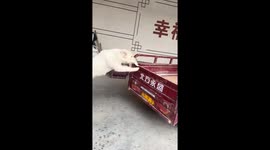 Dog falls midway while trying to jump on truck