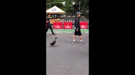 Duck on a fitness kick joins joggers on morning run in park