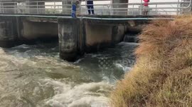 Shivering stray dog stranded in weir is rescued in Thailand