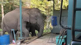 Mother elephant and calf rummage though home for food