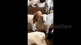 Adorable scene as 1-month-old lamb caught nibbling sister's ear