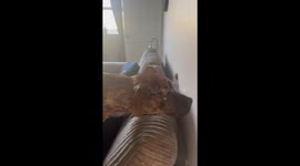 Adorable Puppy Catches Human Off-Guard by Eating a Moth Off the Wall