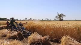 Egypt: Wheat harvest begins in Egypt amid global supply concerns