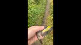Bird trapped in horse hair gets a much-needed assist from kind lady on a dog walk