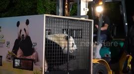 China: Two giant pandas depart for Austria to begin decade-long stay