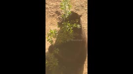 That Is Bear-y Good! Mowgli Charms Guests at Cameron Park Zoo in Texas