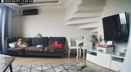 Dogs woken and startled as earthquake hits Istanbul
