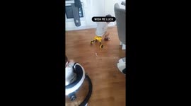 Brothers cause chaos at home as they zoom around with their favorite wheels
