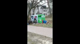 Growing Wild Boar Family Digs Through Bins