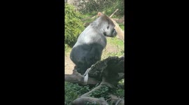Gorilla Eating Its Own Poop