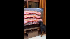 Rottweiler Tries To Lick Bacon On Screen
