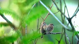Recording the cuteness of a group of sparrows in the wild in the morning