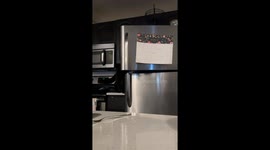 Cat Opens Freezer Door