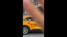 Golden Retriever Waves From Taxi