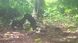 Guinea-Bissau: Wild Chimpanzees Share Fermented Fruits In Guinea Bissau