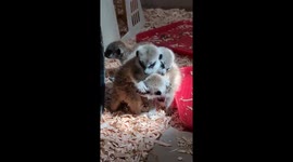 Meerkat Mania! Rare Baby Boom Delights Point Defiance Zoo