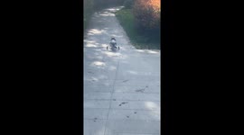 Cat with paralysed back legs falls after walker wheels overturn