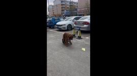 Dog plays with traffic cone in Liaoning