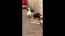The goat and duck duo melt hearts at Broken Wallet Ranch