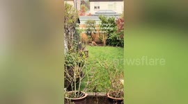 Woman's garden has become home for cute fox cubs