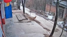 Pet dog heroically defends chickens by chasing off stray canine