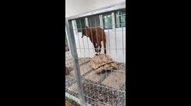Goat rides on top of African spurred tortoise