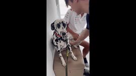 Dalmatian trembles with fear while visiting the vets