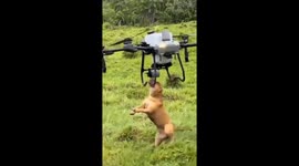 Dog tries to bring down drone in Parana, Brazil