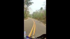 Biker encounters herd of cows all walking on the correct side of the road