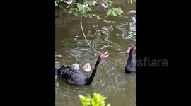 Clever black swan shakes tree branches so babies can feast on falling flower petals in heartwarming scene