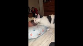 Cat Lovingly Licks Baby's Head