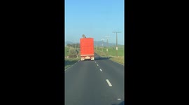 Calm cow admires the roadside views while riding in a truck