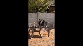 Four cats pause in purr-fect sync over mysterious sound