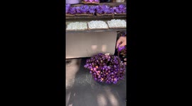 Flower Seller Surprises Tourist with Heartwarming Lotus Bracelet Gift