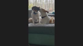 Dog Chews On Friend's Delicious Ear