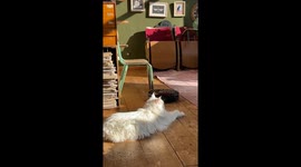 White Main Coon Can’t Be Bothered by Vacuum