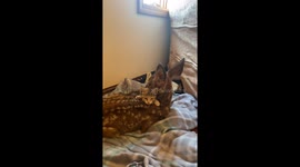 Barn Kitten Comforts Orphaned Fawn