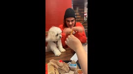 Maltese pup's epic Gangnam Style dance-off for French fries