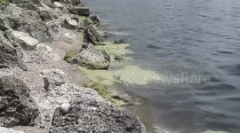 US: Researchers Track Toxic Algae in Lake Okeechobee to Predict and Manage Harmful Blooms