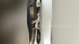 King cobra caught in construction worker's pickup truck
