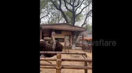 Panic at Chinese zoo as startled ostrich breaks fence and escapes after deer charges into enclosure
