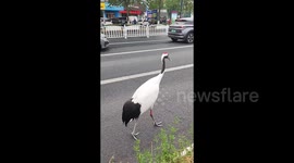 Rare red-crowned cranes soar into city streets and calmly stroll amongst traffic