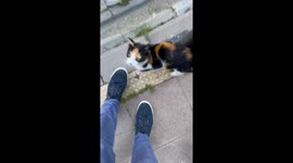 Hyper-friendly Istanbul street cat demands attention and a cuddle from passerby
