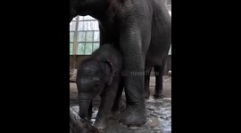 Enjoying the suds.Tula-Tu Takes Splashy, Joyful Bath at Oregon Zoo