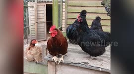 90-year-old who has saved over 10,000 animals at sanctuary has no plans to retire